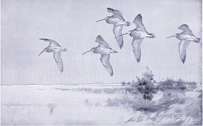 Curlew in Flight by Frank Southgate
